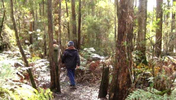 Our two sons walking through our bush